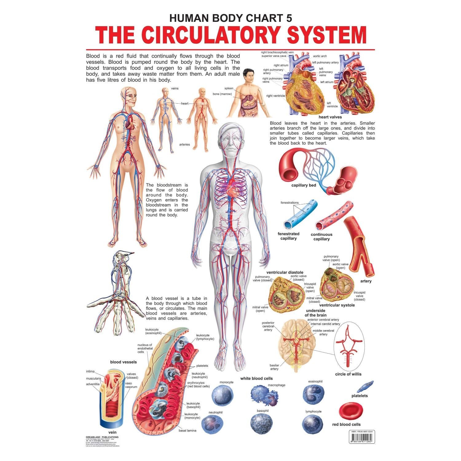 Educational Wall Chart - The Circulatory System (6 to 12 years) - Hands ...